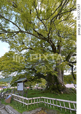 野間の大けやき(大阪府豊能郡) 野間の大けやき(大阪府豊能郡) 58127297