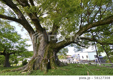 野間の大けやき(大阪府豊能郡) 野間の大けやき(大阪府豊能郡) 58127308