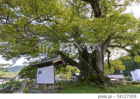 野間の大けやき（大阪府豊能郡） 58127309