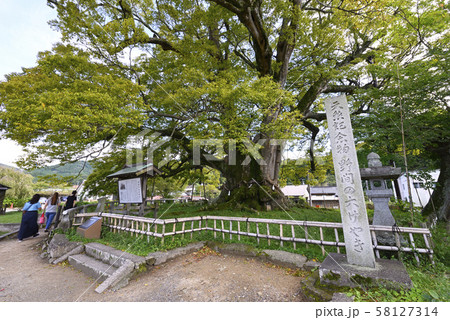 野間の大けやき(大阪府豊能郡) 野間の大けやき(大阪府豊能郡) 58127314