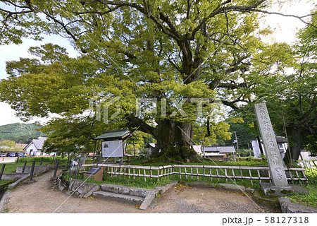 野間の大けやき(大阪府豊能郡) 野間の大けやき(大阪府豊能郡) 58127318