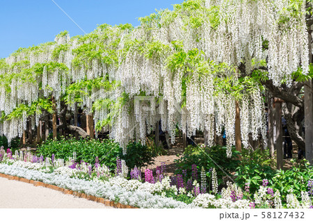 あしかがフラワーパーク 白藤 （栃木県足利市） 2018年4月 58127432