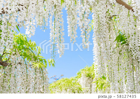 あしかがフラワーパーク 白藤 （栃木県足利市） 2018年4月 58127435