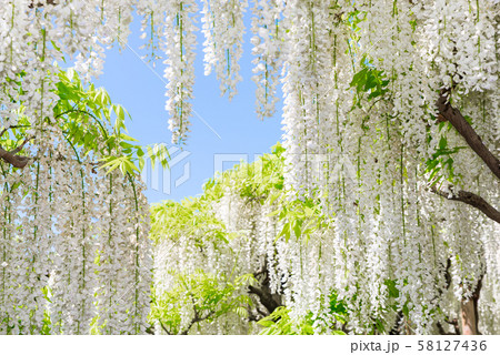 あしかがフラワーパーク 白藤 （栃木県足利市） 2018年4月 58127436