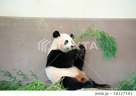 パンダ食事中 パンダ食事中 58127581