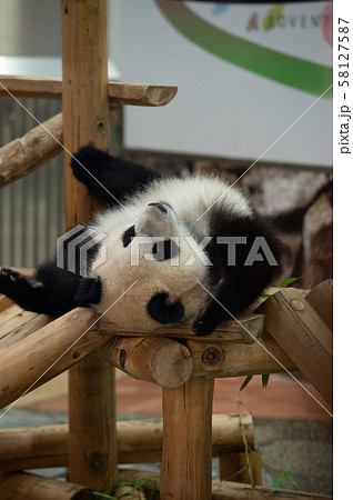 パンダ遊戯 58127587
