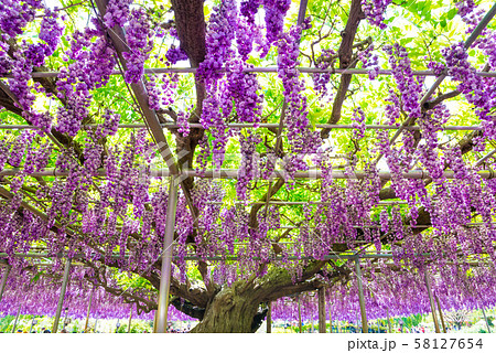 あしかがフラワーパーク 八重藤 （栃木県足利市） 2018年4月 58127654