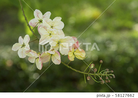 Rainbow shower flower on green background Rainbow shower flower on green background 58127662