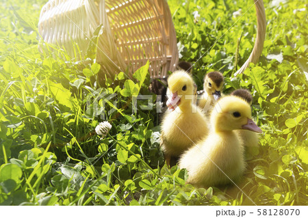 cute little ducklings in a wicker basket cute little ducklings in a wicker basket 58128070