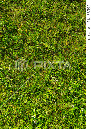 Close-up of lush green grass growing on ground Close-up of lush green grass growing on ground 58128599