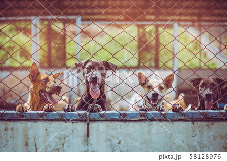 Close up stray dogs, life waiting for food. 58128976
