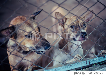 Close up stray dogs, life waiting for food. 58128977