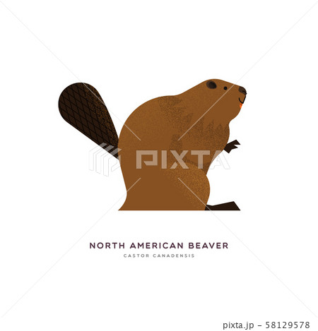North american beaver isolated animal cartoon 58129578