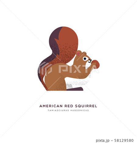 Red american squirrel isolated animal cartoon Red american squirrel isolated animal cartoon 58129580