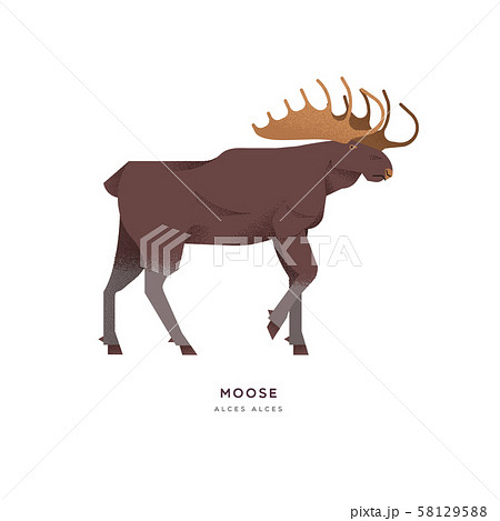 Wild moose elk isolated animal cartoon 58129588
