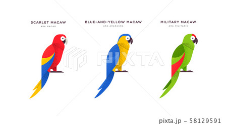 Macaw parrot bird isolated animal cartoon set Macaw parrot bird isolated animal cartoon set 58129591