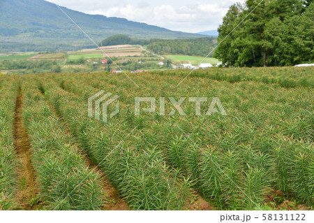 北海道真狩村で収穫まじかのユリ根畑の風景を撮影 北海道真狩村で収穫まじかのユリ根畑の風景を撮影 58131122