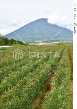 北海道真狩村で収穫まじかのユリ根畑の風景を撮影 58131123