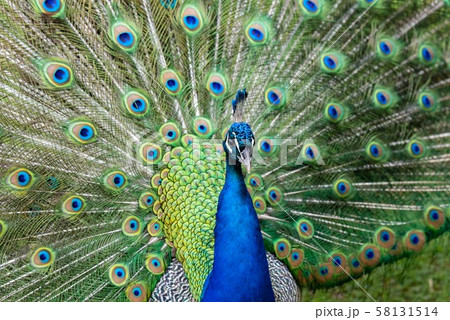 Peacock displaying feathers 58131514