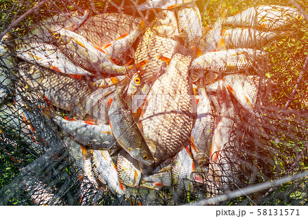 Catch of fish in net basket on green grass by the Catch of fish in net basket on green grass by the 58131571