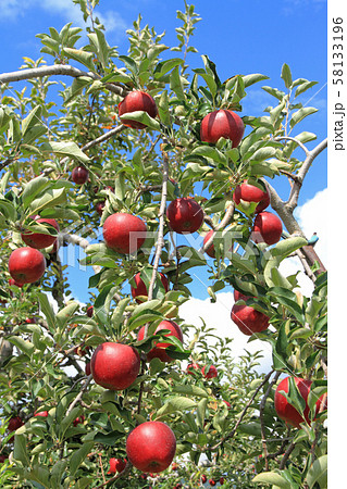 赤く色づいたリンゴ 58133196