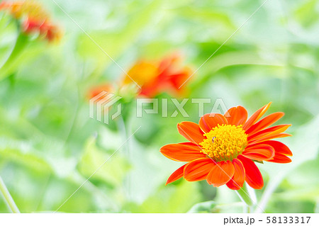 Closeup Beautiful marigold in the park with butterflies and bees sucking pollen on the green backdrop of the leaves 58133317