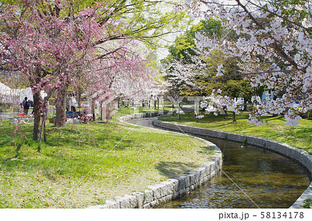 桜咲く広島市の中央公園 58134178