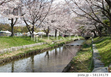 桜咲く広島市の中央公園 58134179