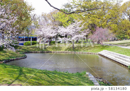 桜咲く広島市の中央公園 58134180