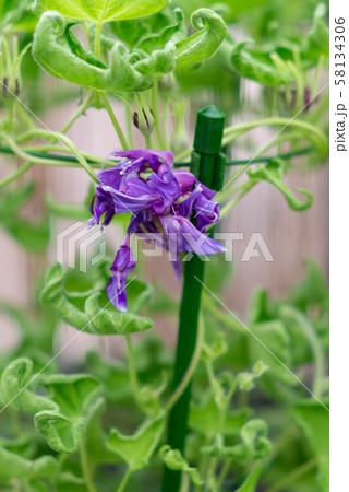 変化朝顔237 58134306