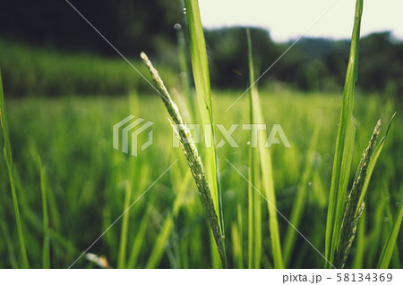 Rice and ear of rice in the morning 58134369