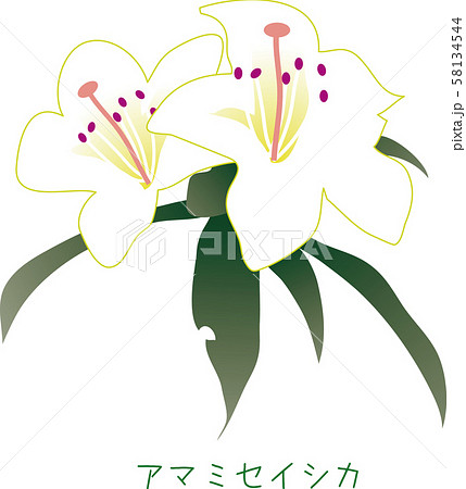 南国　奄美　アマミセイシカ　植物　春先 58134544