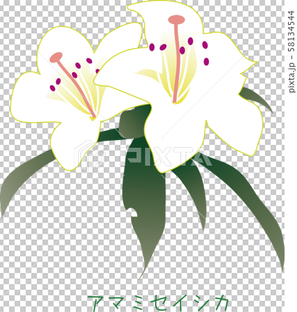 南国　奄美　アマミセイシカ　植物　春先 58134544