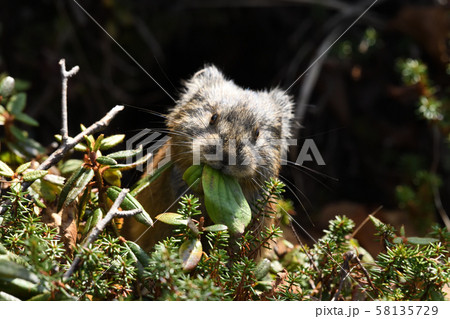 然別湖の「ナキウサギ」 58135729