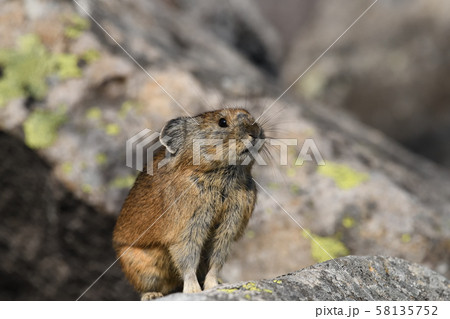 ナキウサギ ナキウサギ 58135752