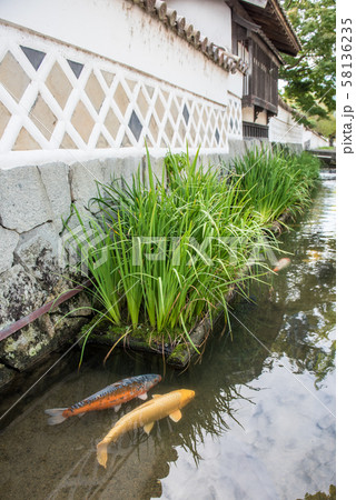 津和野の鯉 58136235