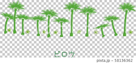 南国 奄美 ビロウ 植物 南国 奄美 ビロウ 植物 58136362