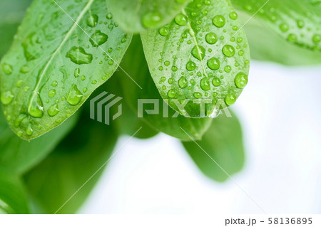水滴の付いた緑の葉 水滴の付いた緑の葉 58136895