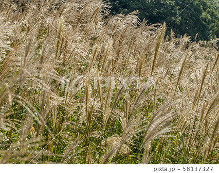 秋の砥峰高原 秋の砥峰高原 58137327