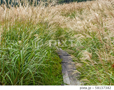 秋の砥峰高原 秋の砥峰高原 58137382
