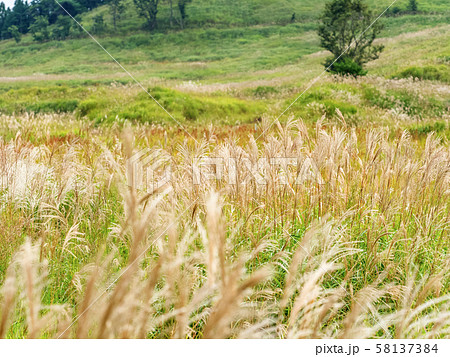 秋の砥峰高原 58137384