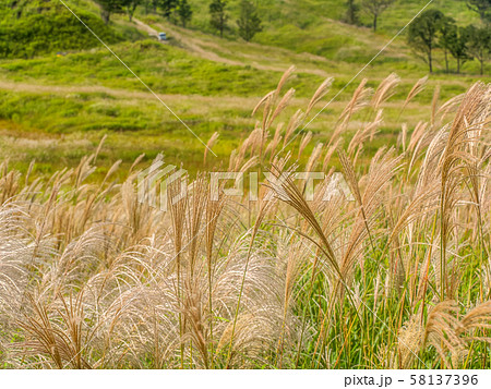 秋の砥峰高原 58137396