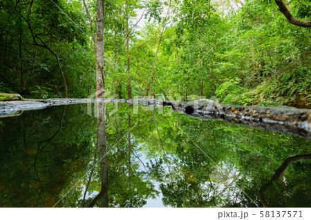 Mystical forest in spring. Nature background. 58137571