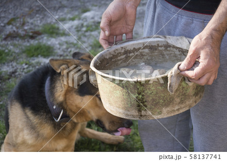 Pet owner cooked  fresh hens head for dog meal- 58137741