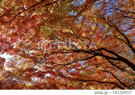 中間平の紅葉のもみじの林 58138955