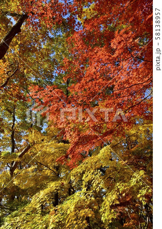 中間平の紅葉のもみじの林 中間平の紅葉のもみじの林 58138957