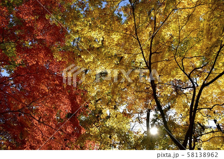 中間平の紅葉のもみじの林 中間平の紅葉のもみじの林 58138962