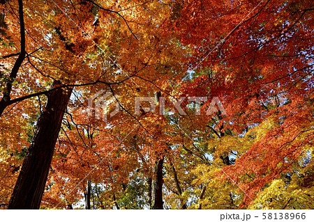 中間平の紅葉のもみじの林 58138966