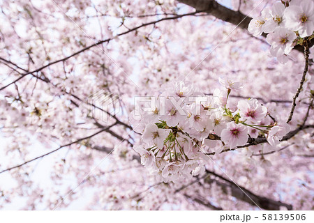 桜 つぼみ 開花 晴天 ピンク 青 緑 雲 チェリーブロッサム 桜 つぼみ 開花 晴天 ピンク 青 緑 雲 チェリーブロッサム 58139506
