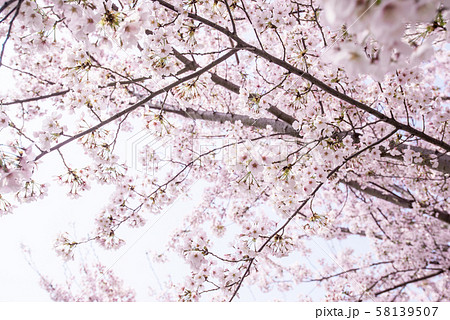 桜 つぼみ 開花 晴天 ピンク 青 緑 雲 チェリーブロッサム 桜 つぼみ 開花 晴天 ピンク 青 緑 雲 チェリーブロッサム 58139507